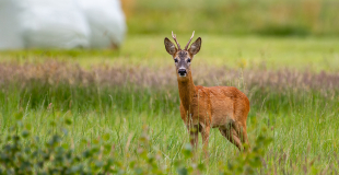 Chevreuil, animal forestier de plus en plus présent en plaine